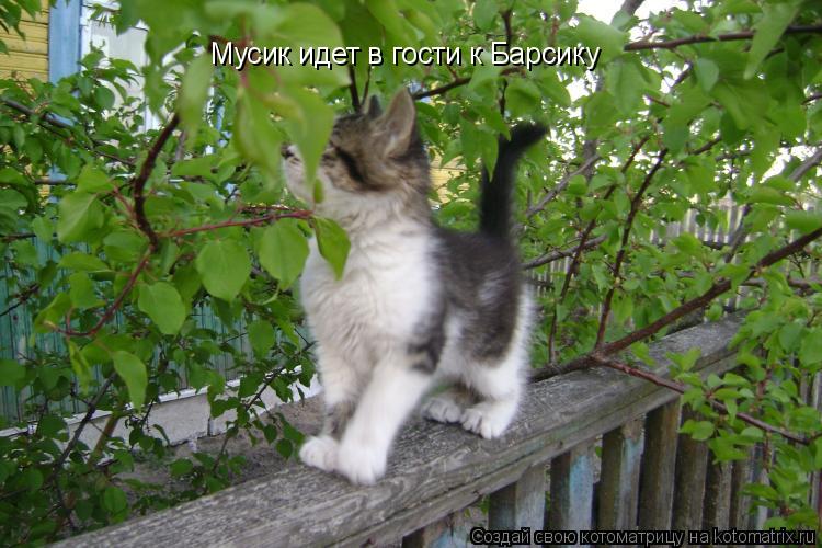 Мусик идет в гости к Барсику... Котоматрица: Мусик идет в гости к Барсику