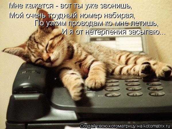 Котоматрица: Мне кажется - вот ты уже звонишь,  Мой очень трудный номер набирая, По узким проводам ко мне летишь,  И я от нетерпения засыпаю...