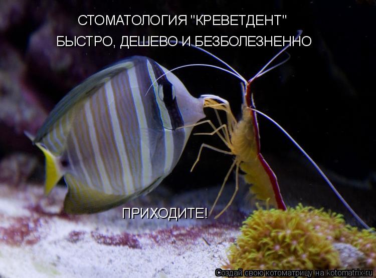 Котоматрица: СТОМАТОЛОГИЯ "КРЕВЕТДЕНТ" БЫСТРО, ДЕШЕВО И БЕЗБОЛЕЗНЕННО ПРИХОДИТЕ!