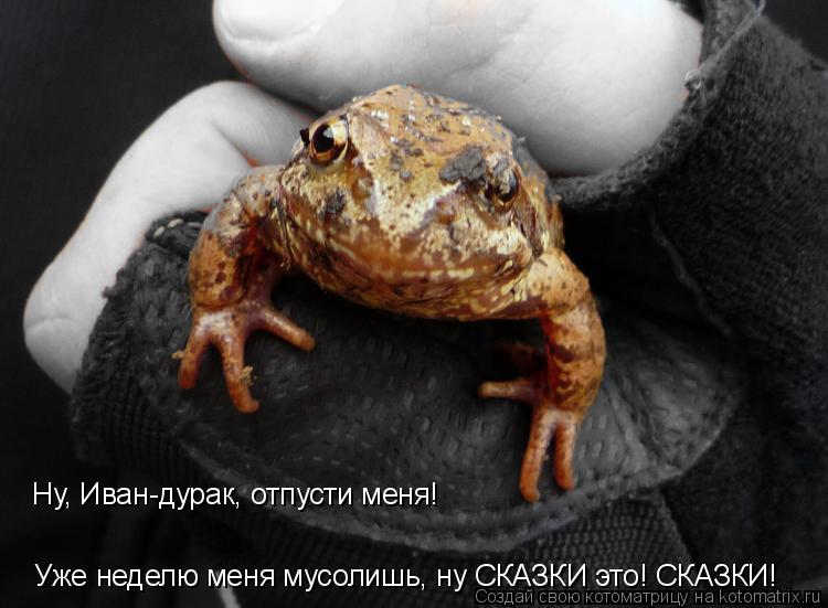 Котоматрица: Ну, Иван-дурак, отпусти меня! Уже неделю меня мусолишь, ну СКАЗКИ это! СКАЗКИ!