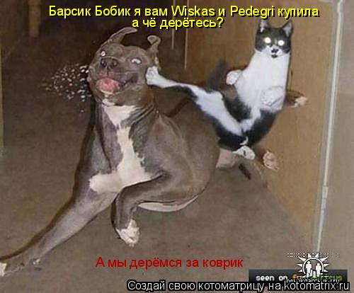 Котоматрица: Барсик Бобик я вам Wiskas и Pedegri купила а чё дерётесь? А мы дерёмся за коврик