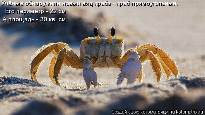 Котоматрица: Учёные обнаружили новый вид краба - краб прямоугольный. Его периметр - 22 см А площадь - 30 кв. см