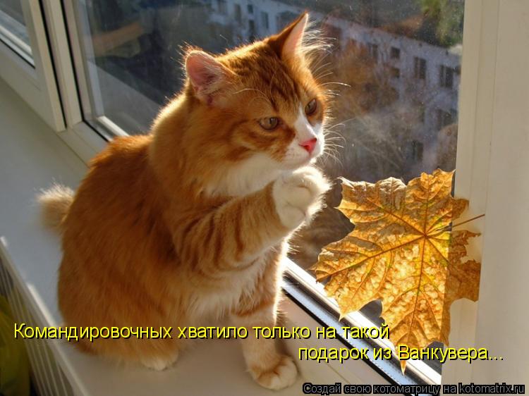 Командировочных хватило только на такой подарок из Ванкувера...... Котоматрица: Командировочных хватило только на такой подарок из Ванкувера...