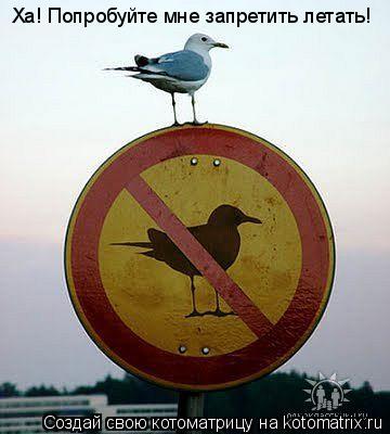 Котоматрица: Ха! Попробуйте мне запретить летать!