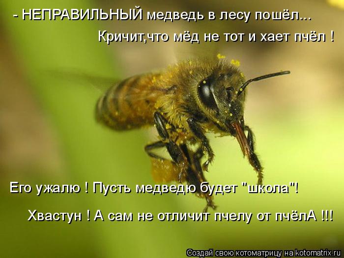 - НЕПРАВИЛЬНЫЙ медведь в лесу пошёл... Кричит,что мёд не тот и хает пчёл ! Его ужалю ! Пусть медведю ... Котоматрица: - НЕПРАВИЛЬНЫЙ медведь в лесу пошёл... Кричит,что мёд не тот и хает пчёл ! Его ужалю ! Пусть медведю будет "школа"! Хвастун ! А сам не отличит пче