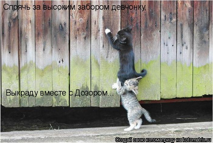 Котоматрица: Спрячь за высоким забором девчонку, Выкраду вместе с Дозором...