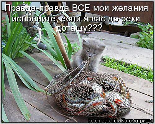 Котоматрица: Правда-правда ВСЕ мои желания исполните, если я вас до реки дотащу???