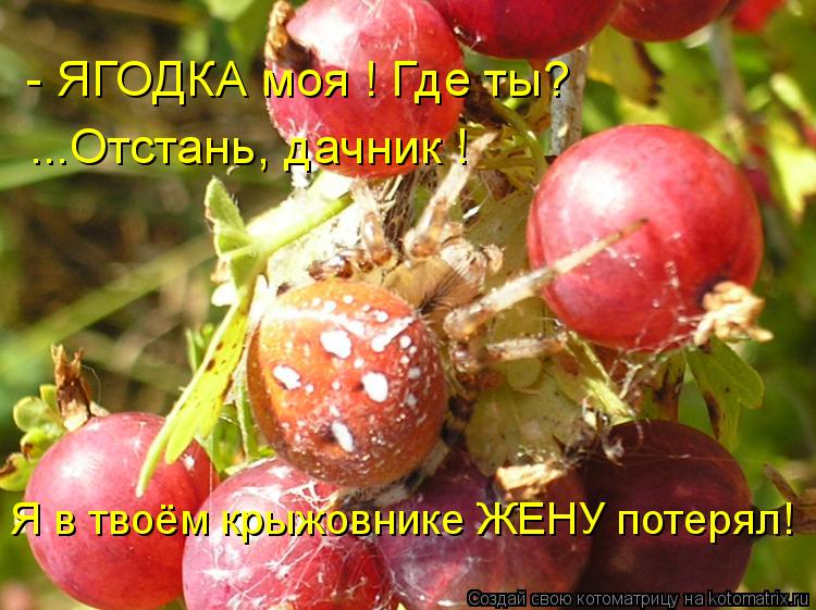 - ЯГОДКА моя ! Где ты? ...Отстань, дачник ! Я в твоём крыжовнике ЖЕНУ потерял!... Котоматрица: - ЯГОДКА моя ! Где ты? ...Отстань, дачник ! Я в твоём крыжовнике ЖЕНУ потерял!
