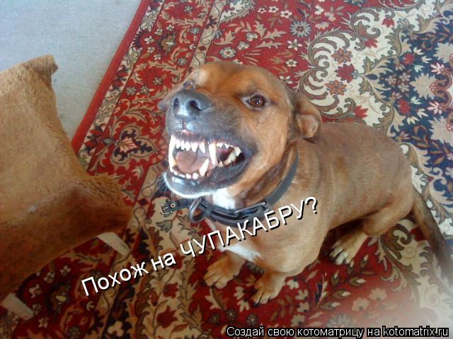 Котоматрица: Похож на ЧУПАКАБРУ?