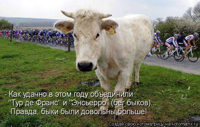 - Как удачно в этом году объединили "Тур де Франс" и "Энсьерро" (бег быков)... Правда, быки были дов... Котоматрица: - Как удачно в этом году объединили "Тур де Франс" и "Энсьерро" (бег быков)... Правда, быки были довольны больше!