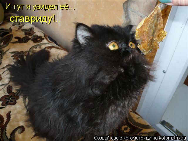 Котоматрица: И тут я увидел её... ставриду!..