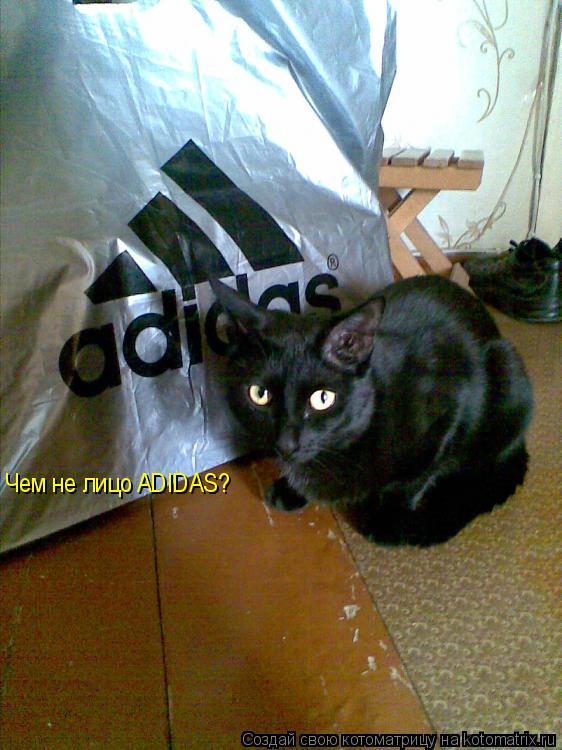 Котоматрица: Чем не лицо ADIDAS?