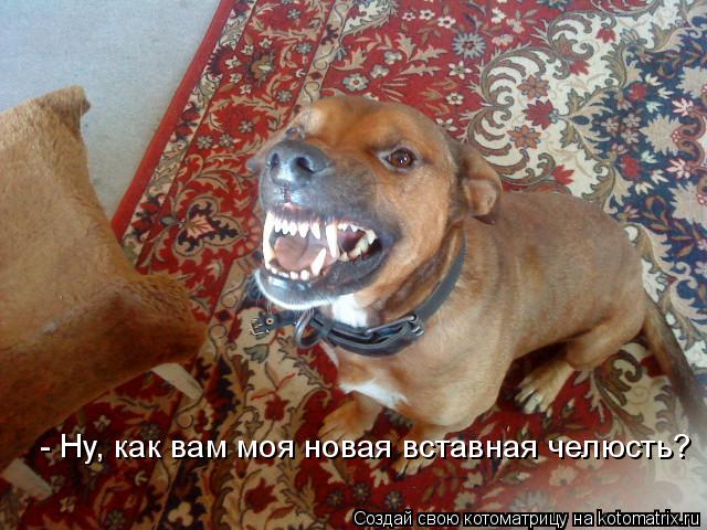 Котоматрица: - Ну, как вам моя новая вставная челюсть?