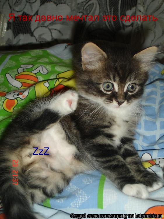 Котоматрица: Я так давно мечтал это сделать ZzZ