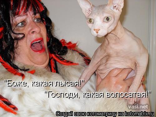 Котоматрица: "Боже, какая лысая!" "Господи, какая волосатая!"