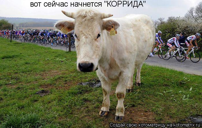 Котоматрица: вот сейчас начнется "КОРРИДА"