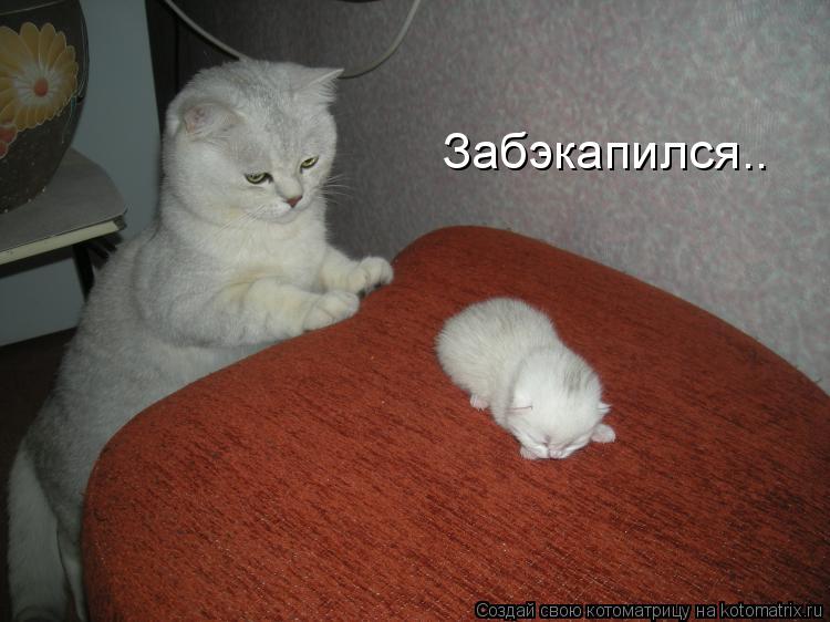 Котоматрица: Забэкапился..