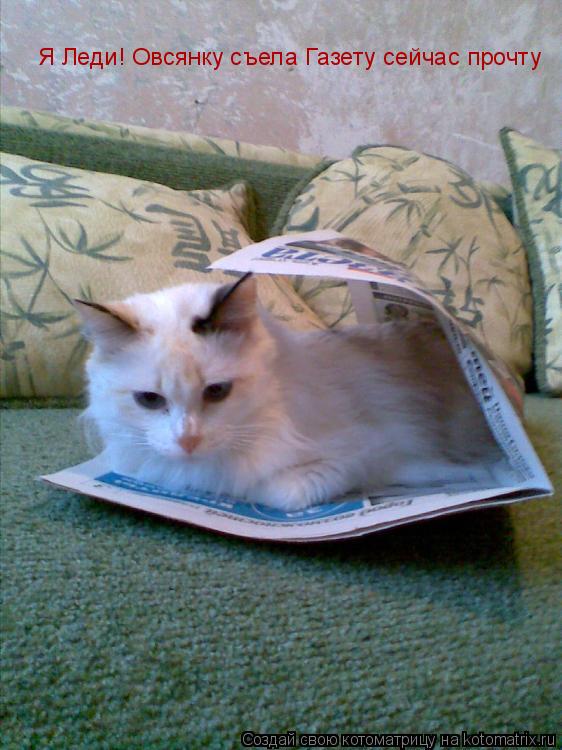 Котоматрица: Я Леди! Овсянку съела Газету сейчас прочту
