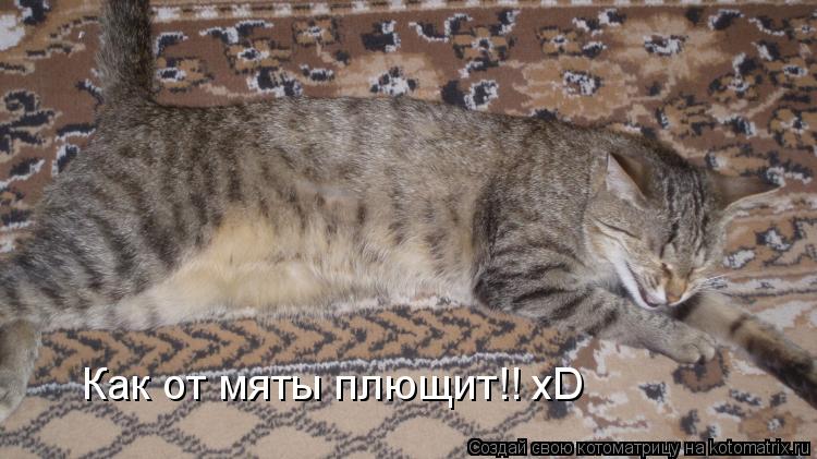 Котоматрица: Как от мяты плющит!! xD