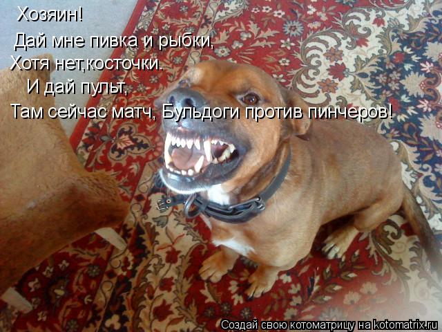 Котоматрица: Хозяин! Дай мне пивка и рыбки, Хотя нет,косточки. И дай пульт, Там сейчас матч, Бульдоги против пинчеров!