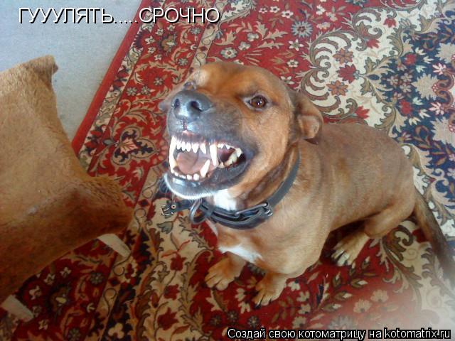 ГУУУЛЯТЬ.....СРОЧНО... Котоматрица: ГУУУЛЯТЬ.....СРОЧНО