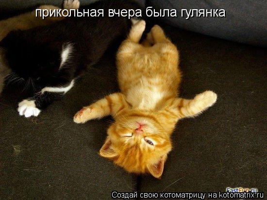 прикольная вчера была гулянка... Котоматрица: прикольная вчера была гулянка