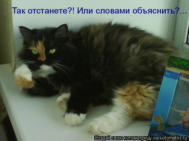 Так отстанете?! Или словами объяснить?...... Котоматрица: Так отстанете?! Или словами объяснить?...