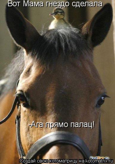 Вот Мама гнездо сделала -Ага прямо палац!... Котоматрица: Вот Мама гнездо сделала -Ага прямо палац!