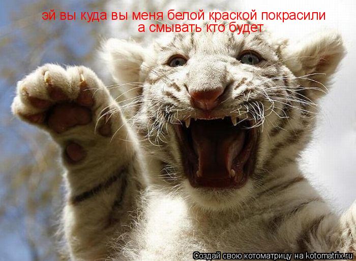 эй вы куда вы меня белой краской покрасили а смывать кто будет... Котоматрица: эй вы куда вы меня белой краской покрасили а смывать кто будет