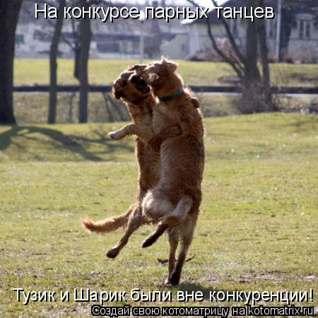 На конкурсе парных танцев Тузик и Шарик были вне конкуренции!... Котоматрица: На конкурсе парных танцев Тузик и Шарик были вне конкуренции!