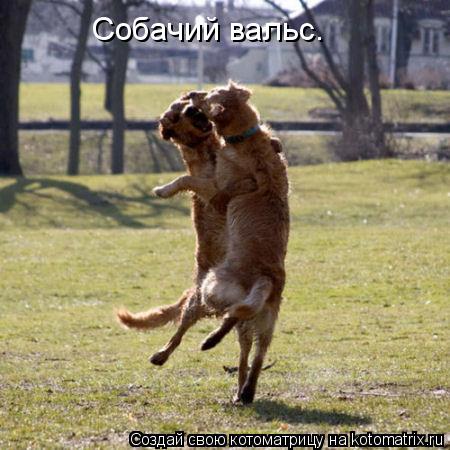 Собачий вальс.... Котоматрица: Собачий вальс.