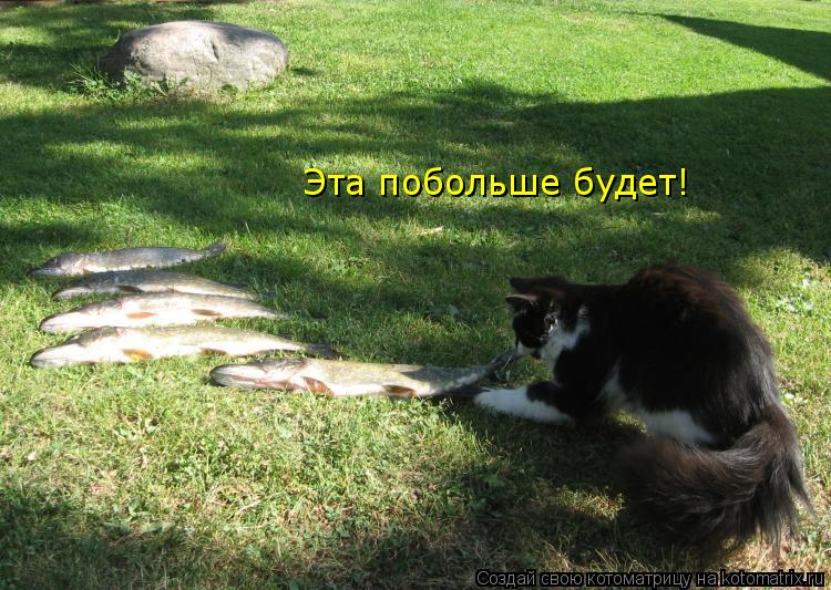 Эта побольше будет!... Котоматрица: Эта побольше будет!