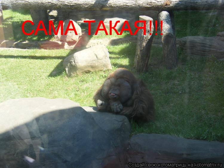 САМА ТАКАЯ!!!... Котоматрица: САМА ТАКАЯ!!!