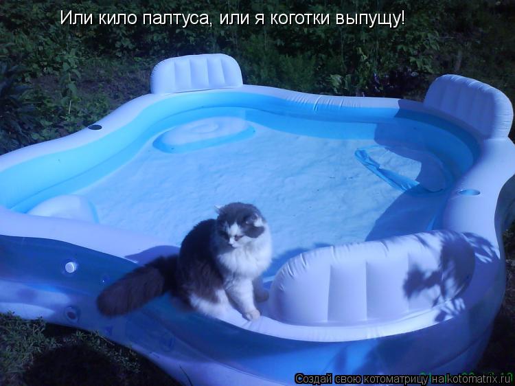 Или кило палтуса, или я коготки выпущу!... Котоматрица: Или кило палтуса, или я коготки выпущу!