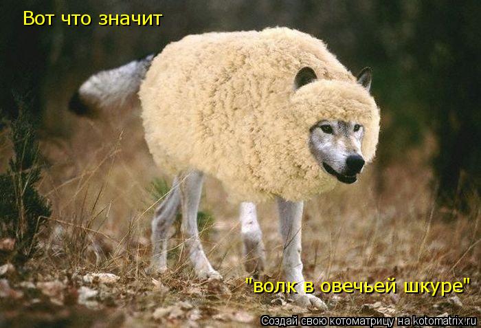 Вот что значит "волк в овечьей шкуре"... Котоматрица: Вот что значит "волк в овечьей шкуре"