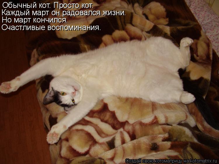 Обычный кот. Просто кот. Каждый март он радовался жизни. Но март кончился. Счастливые воспоминания.... Котоматрица: Обычный кот. Просто кот. Каждый март он радовался жизни. Но март кончился. Счастливые воспоминания.