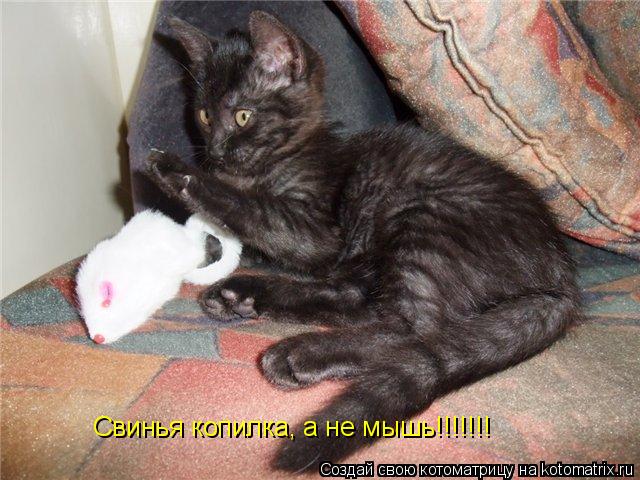Котоматрица: Свинья копилка, а не мышь!!!!!!!
