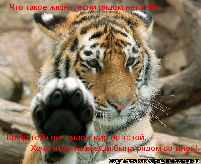 Котоматрица: Что такое жизнь, если рядом нет тебя....... Когда тебя нет рядом мир не такой, Хочу, чтоб ты всегда была рядом со мной!
