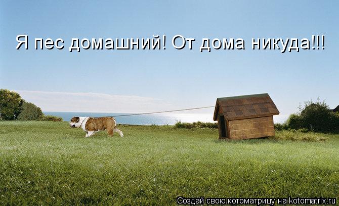 Я пес домашний! От дома никуда!!!... Котоматрица: Я пес домашний! От дома никуда!!!