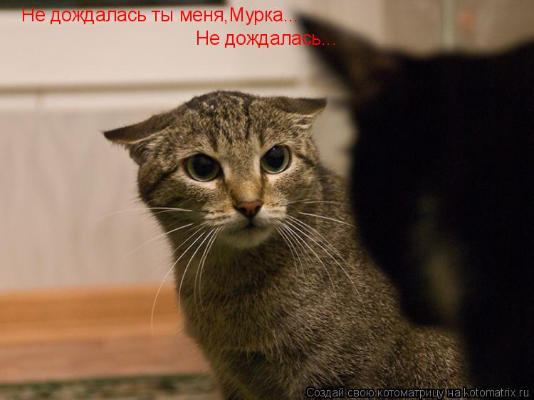 Не дождалась ты меня,Мурка... Не дождалась...... Котоматрица: Не дождалась ты меня,Мурка... Не дождалась...