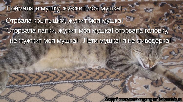 Котоматрица: Поймала я мушку, жужжит моя мушка!  Отрвала крылышки, жужит моя мушка!   Оторвала лапки, жужит моя мушка! оторвала головку,   не жужжит моя мушк