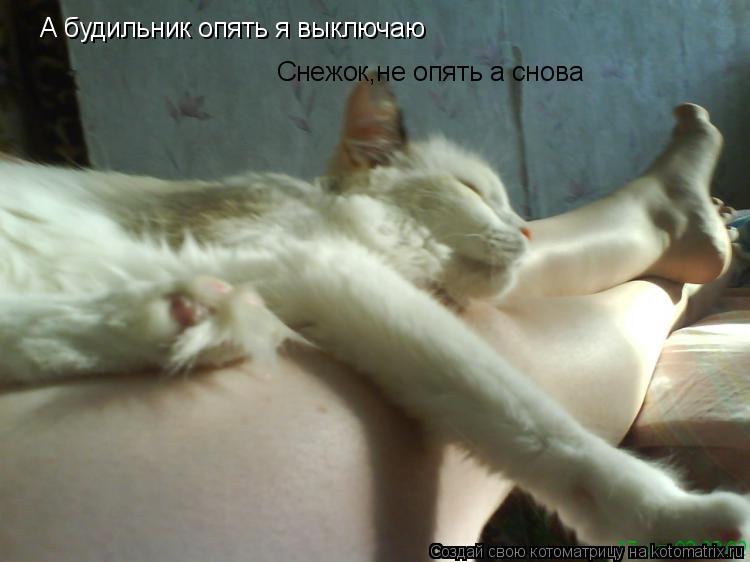 Котоматрица: А будильник опять я выключаю Снежок,не опять а снова