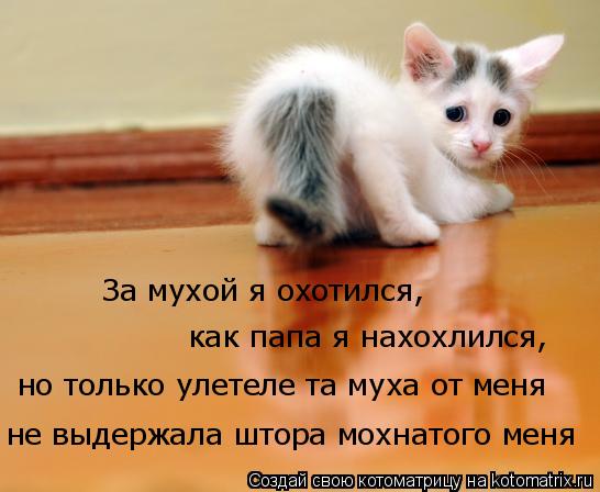 Котоматрица: За мухой я охотился, как папа я нахохлился, но только улетеле та муха от меня не выдержала штора мохнатого меня