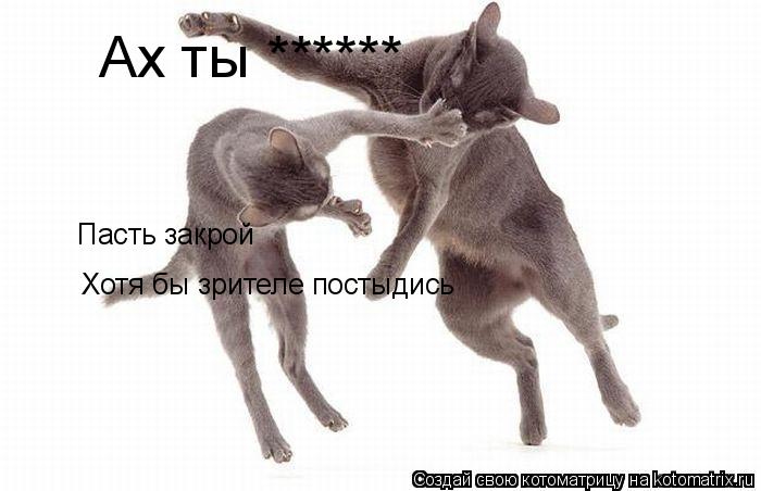 Котоматрица: Ах ты ******  Пасть закрой Хотя бы зрителе постыдись