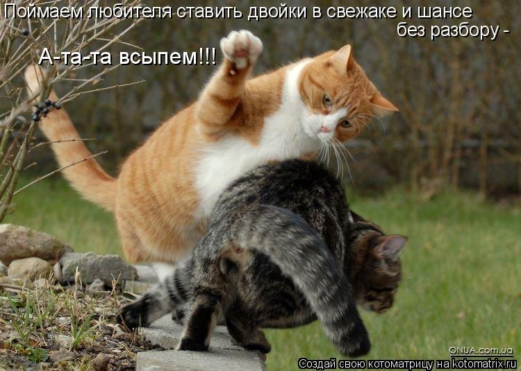 Котоматрица: Поймаем любителя ставить двойки в свежаке и шансе  без разбору -  А-та-та всыпем!!!