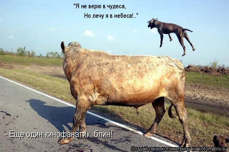Котоматрица: "Я не верю в чудеса, Но лечу я в небеса!.." - Еще один кинофанатик, блин!