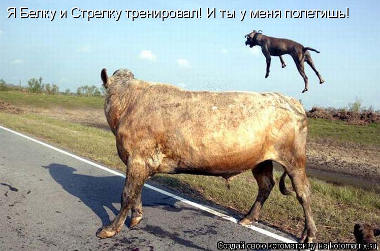 Я Белку и Стрелку тренировал! И ты у меня полетишь!... Котоматрица: Я Белку и Стрелку тренировал! И ты у меня полетишь!