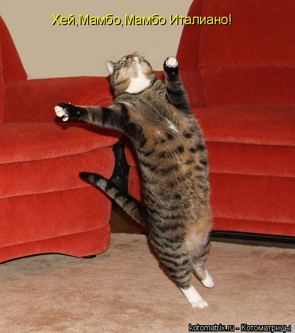 Котоматрица: Хей,Мамбо,Мамбо Италиано!