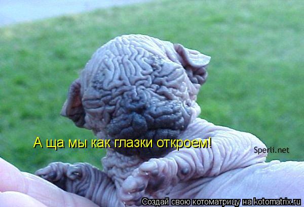 Котоматрица: А ща мы как глазки откроем!