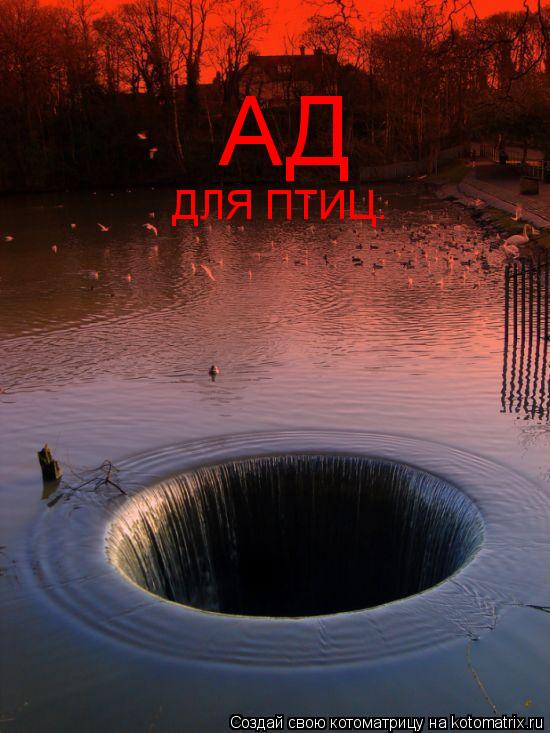 Котоматрица: АД ДЛЯ ПТИЦ.